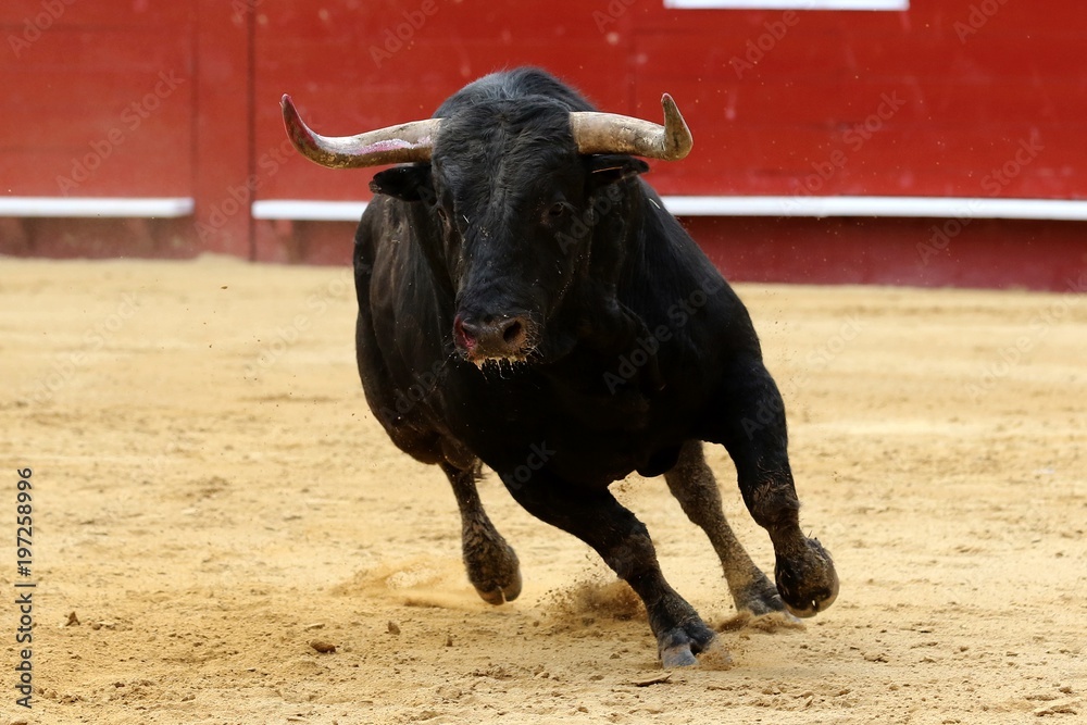 toros 