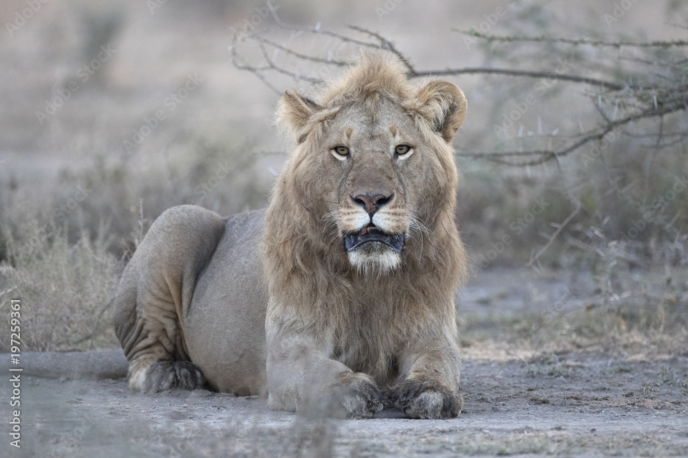 Obraz premium African lion in its natural habitat