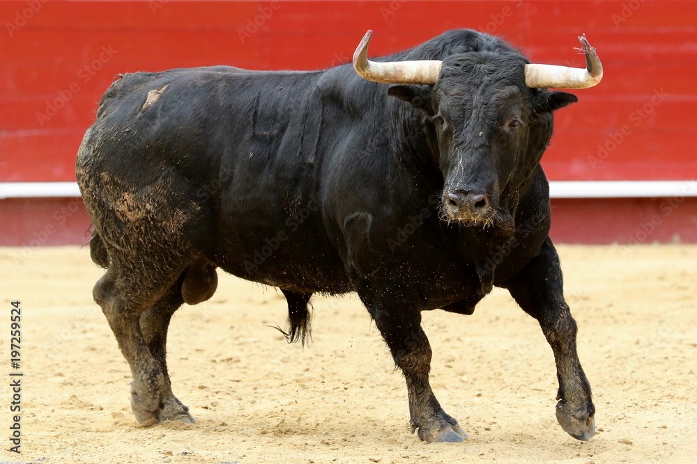 toros toros