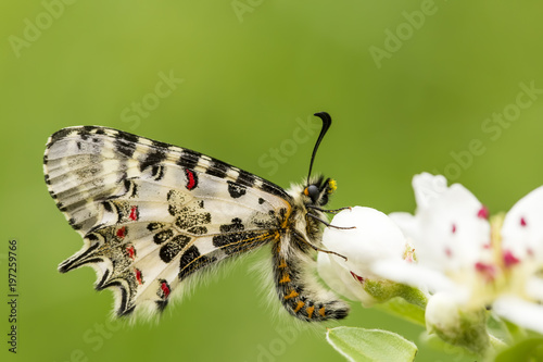 Butterfly in nature