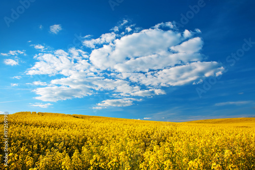Field of Rapeseed in Bloom, warm light of the setting sun, blue sky with clouds