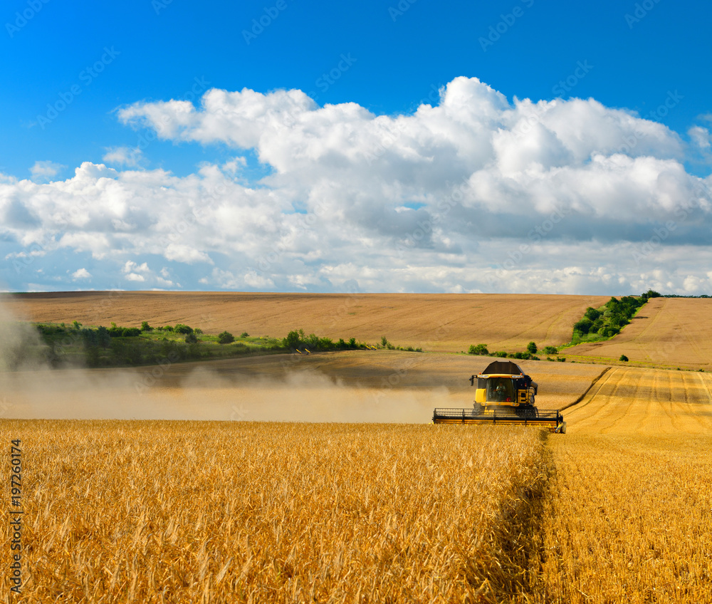 Fotografie Combine Harvester Cutting Barley, endless Fields under blue sky with clouds
