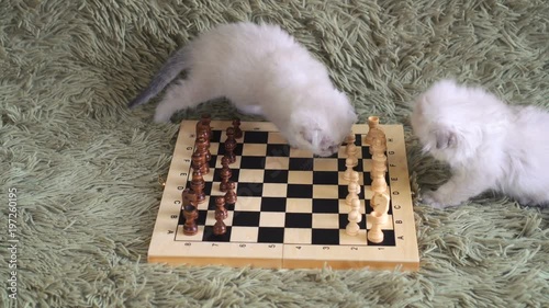 Two white kitten playing chess