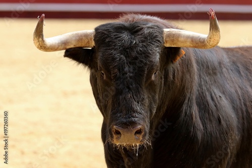 toros 