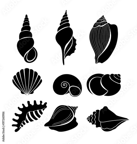 Vector illustration set of sea shells black silhouettes isolated on white background. photo