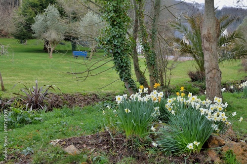 Fototapeta Naklejka Na Ścianę i Meble -  Jolies jonquilles dans un parc en Bretagne
