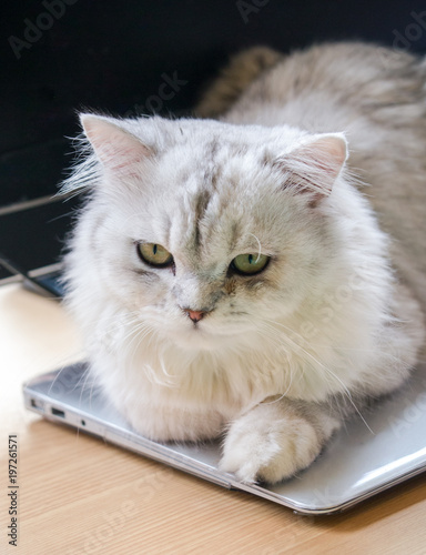 Hold your work and play with me