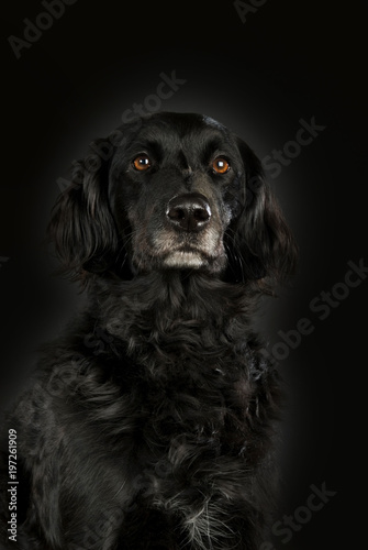 Schwarzer Mischlingshund auf schwarzem Hintergrund © DoraZett