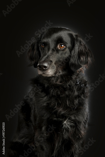 Schwarzer Mischlingshund auf schwarzem Hintergrund