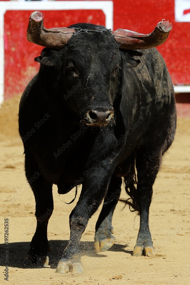 toros toros