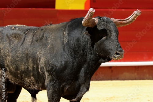 toros