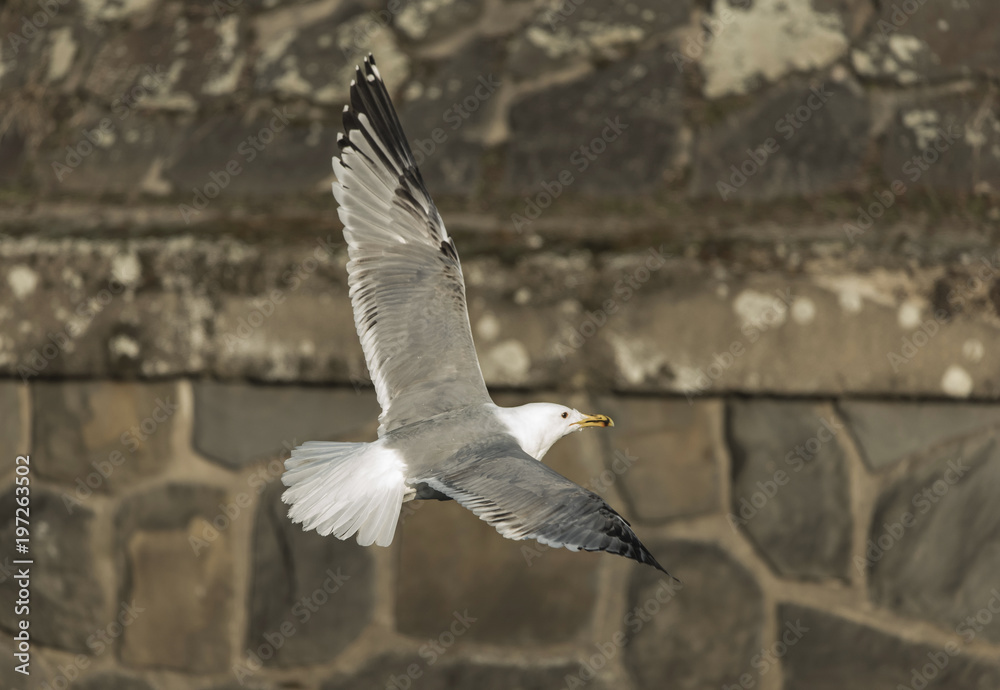 European herring gull (Larus argentatus)