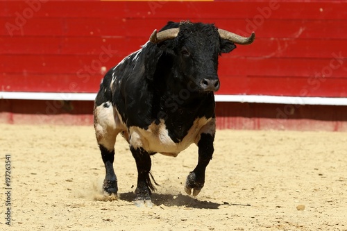 toros