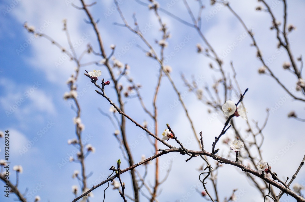 Blossoming cherry tree in spring Blossoming cherry tree in spring