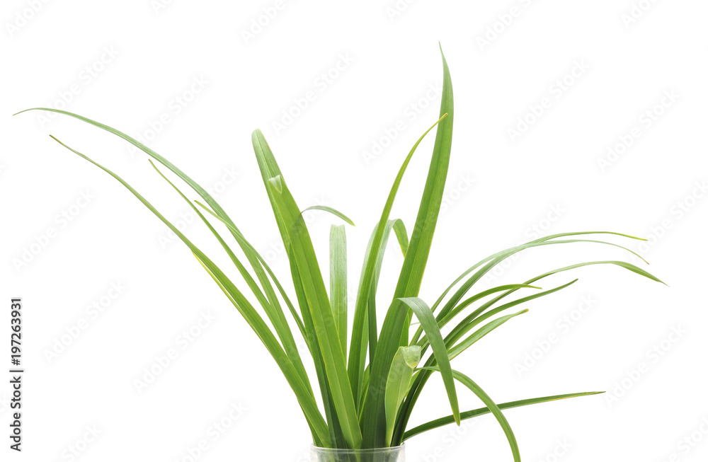 Fototapeta premium Bunch of green grass.