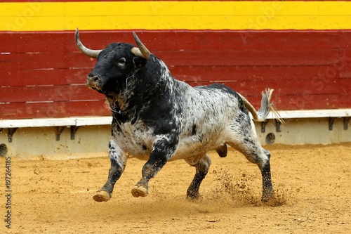 toros