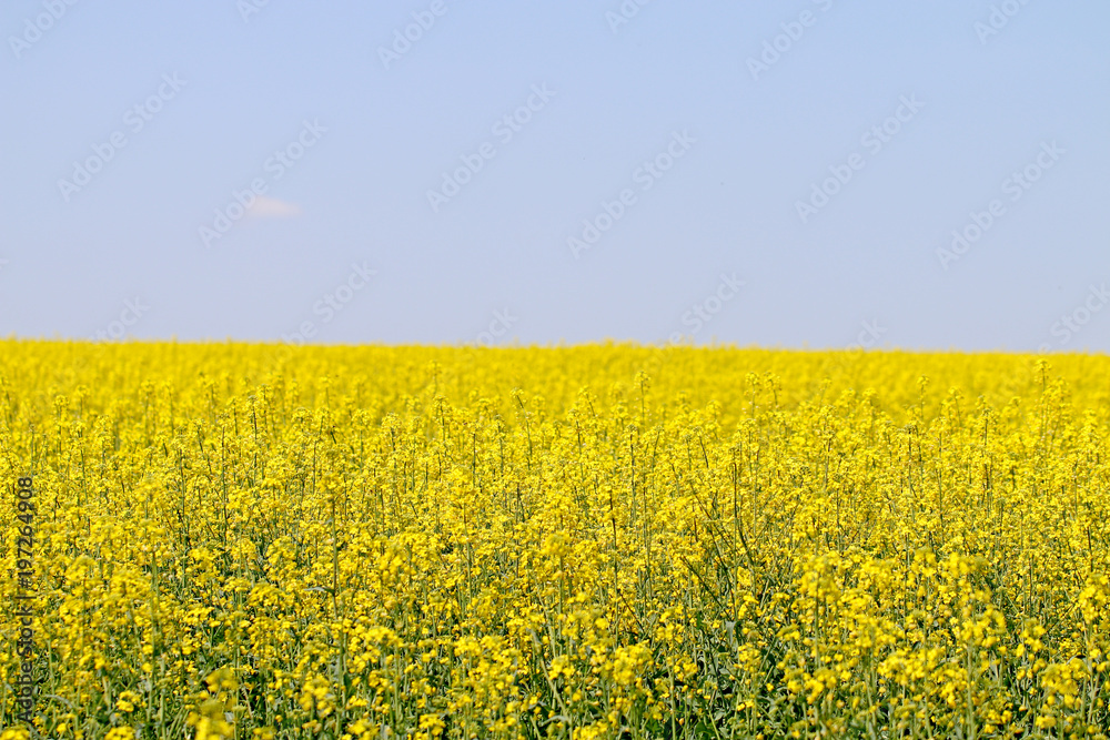 Field in the flowers on the background of the blue sky Field in the flowers on the background of the blue sky