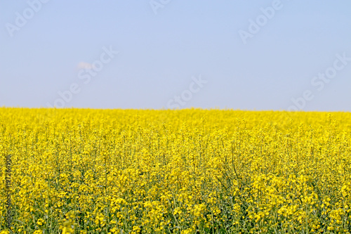 Field in the flowers on the background of the blue sky © yra1111