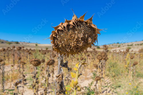 Fototapeta Naklejka Na Ścianę i Meble -  closeup of field of dry or withered sunflower in winter or autumn season, in Castile, Spain, Europe
