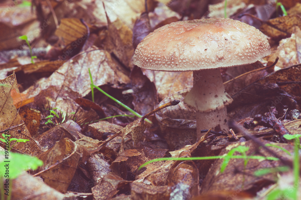mushrooms in the field between the leaf litter mushrooms in the field between the leaf litter
