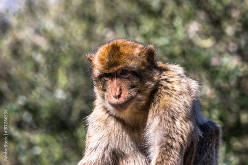 Barbary Macaque monkeys in Gibraltar © Tim