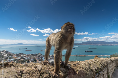 Barbary Macaque monkeys in Gibraltar © Tim