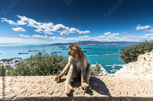 Barbary Macaque monkeys in Gibraltar