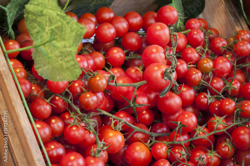 cherry tomatoes exhibition