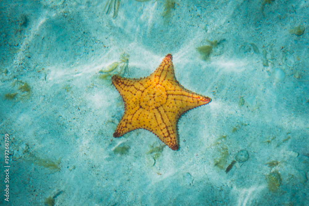 star fish underwater - sea star in water star fish underwater - sea star in water