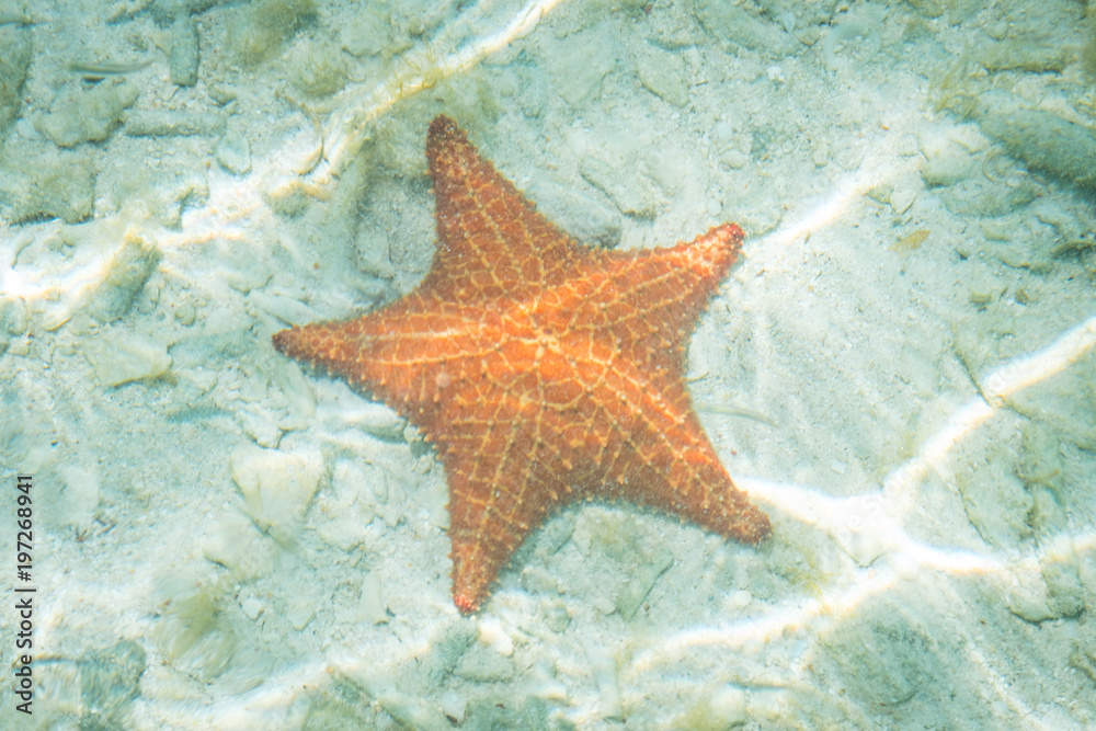 star fish underwater - sea star in water star fish underwater - sea star in water