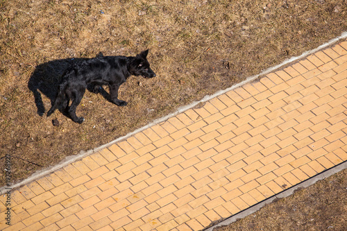 black dog walking in the park, top view