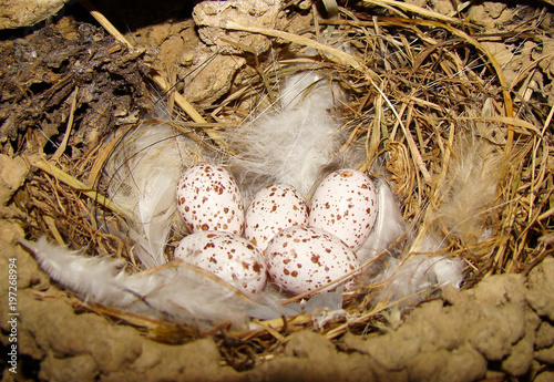 Barn Swallow's nest (Hirundo rustica)