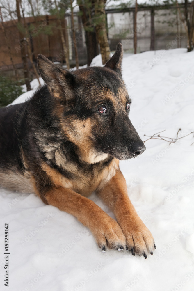 Portrait of a dog lying in the snow Portrait of a dog lying in the snow