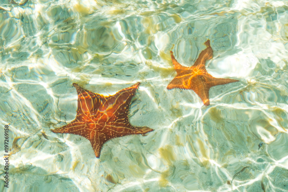 two sea stars in ocean - star fish underwater - two sea stars in ocean - star fish underwater -