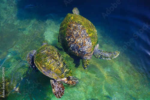Turtles in the water on the red sea
