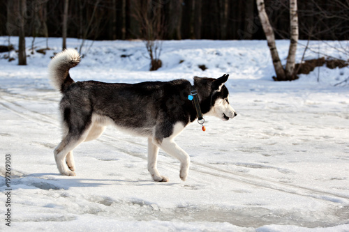 Dog breed Siberian Husky dog walking on the frozen lake