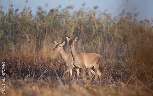 Hinds in reed field