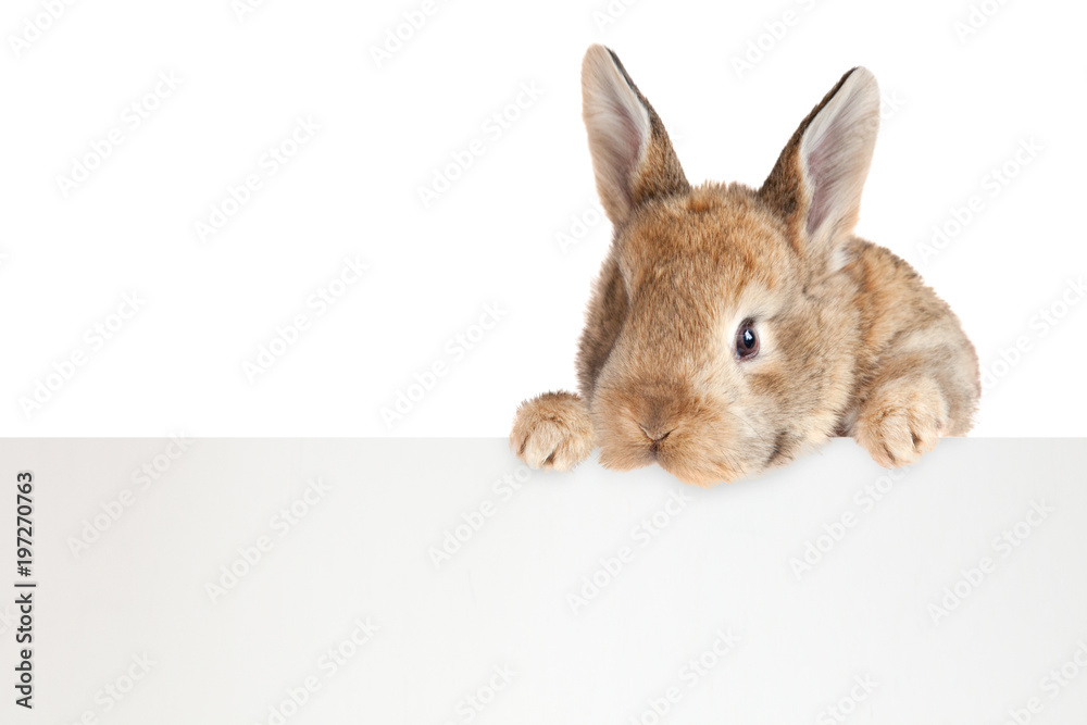 Obraz premium Osterhase