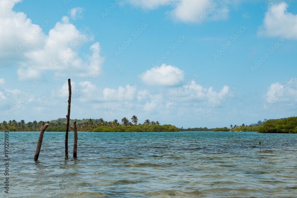 waterside landscape with mangrove and palm tree vegetation , Panama