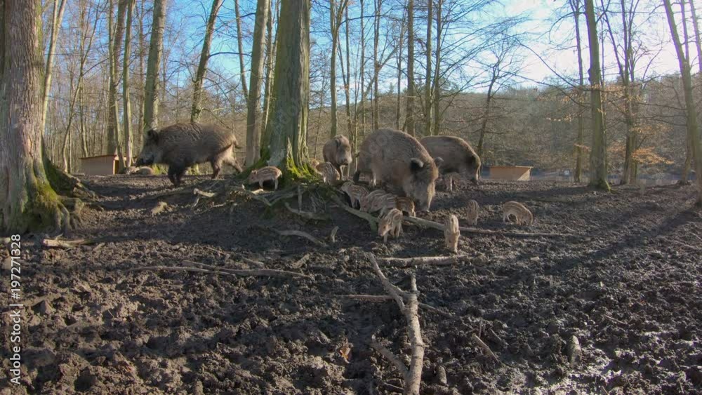 Wild boar family (Sus scrofa) searching for food in forest Wild boar family (Sus scrofa) searching for food in forest