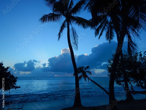  Beautiful idyllic sunset with the ocean, palm trees and a dark blue sky with clouds on the Caribbean island of Martinique