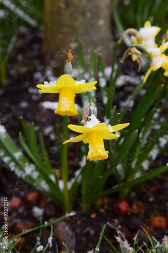 Fototapeta Naklejka Na Ścianę i Meble -  Two spring daffodils dusted with light snow
