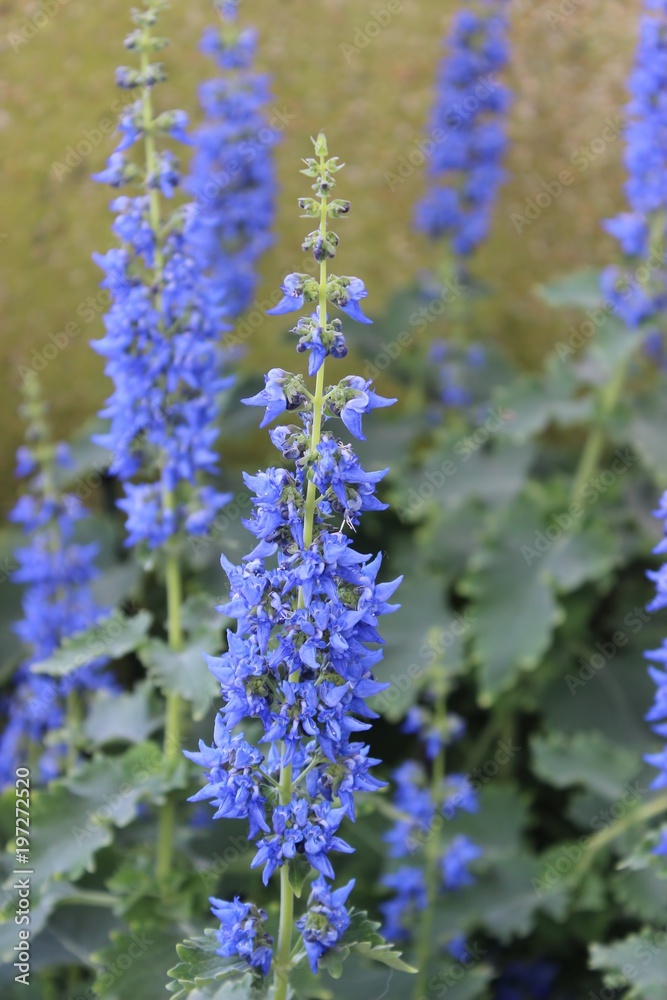 BLUE COLEUS FLOWERS BLUE COLEUS FLOWERS