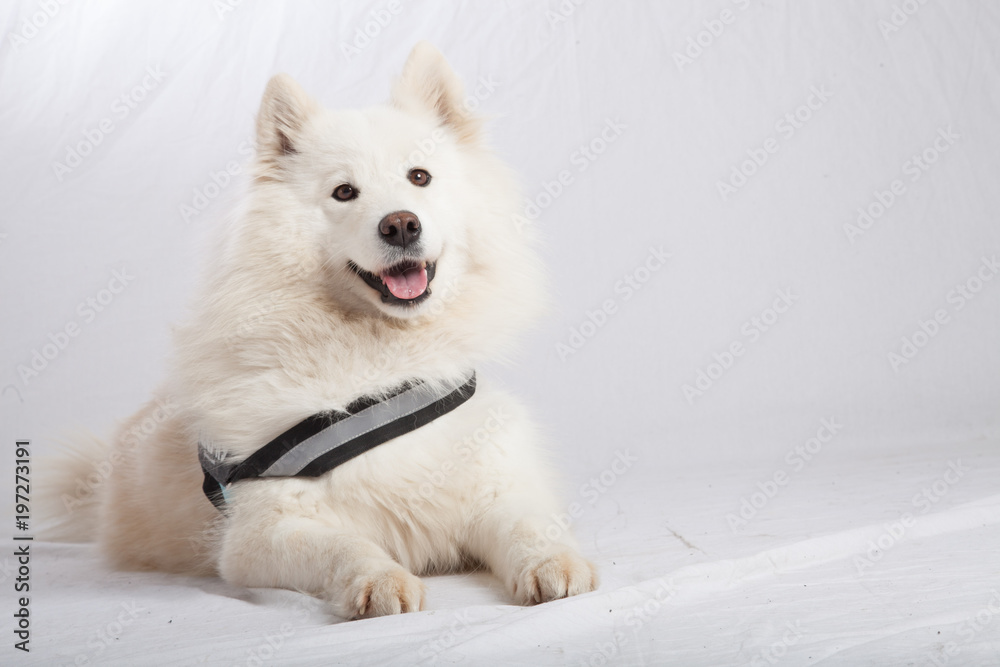 SAMOYEDE STUDIO PHOTO SHOOTING CHIEN ANIMAUX SAMOYEDE STUDIO PHOTO SHOOTING CHIEN ANIMAUX