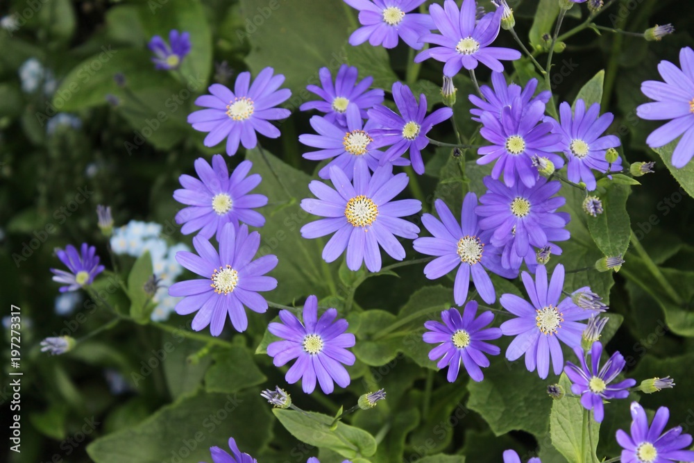 PURPLE AND YELLOW DAISIES