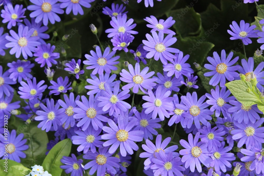 PURPLE AND YELLOW DAISIES PURPLE AND YELLOW DAISIES