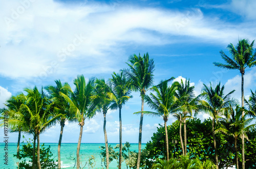 Tropical Miami Beach Palms near the ocean