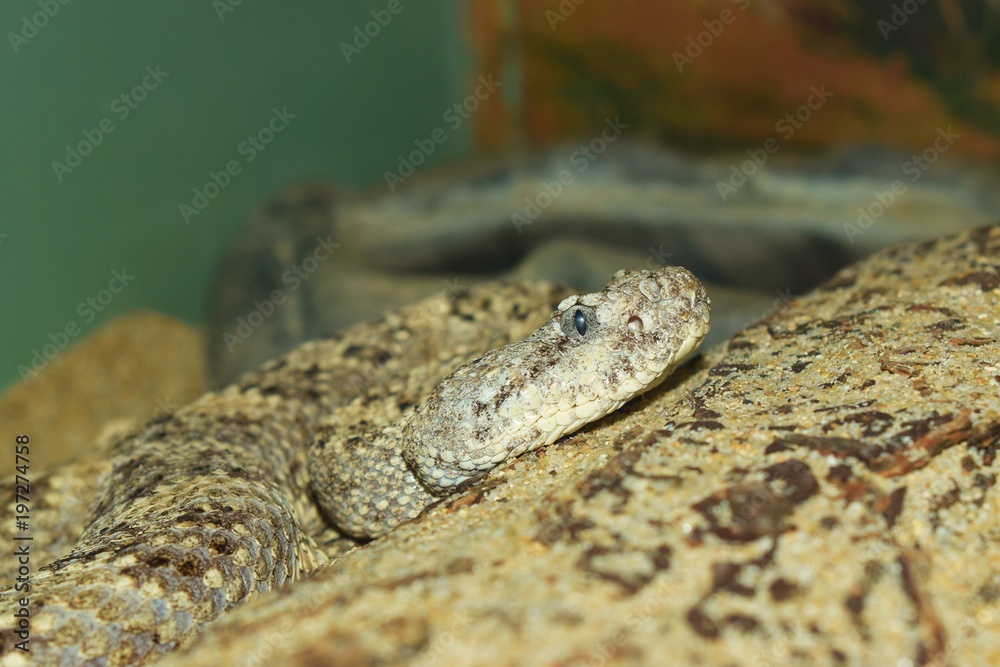 Natural Camoflage Pacific snake Natural Camoflage Pacific snake