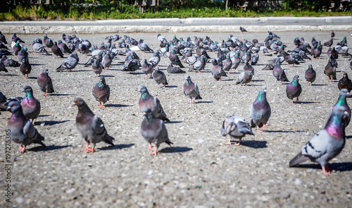 Many pigeons on the street