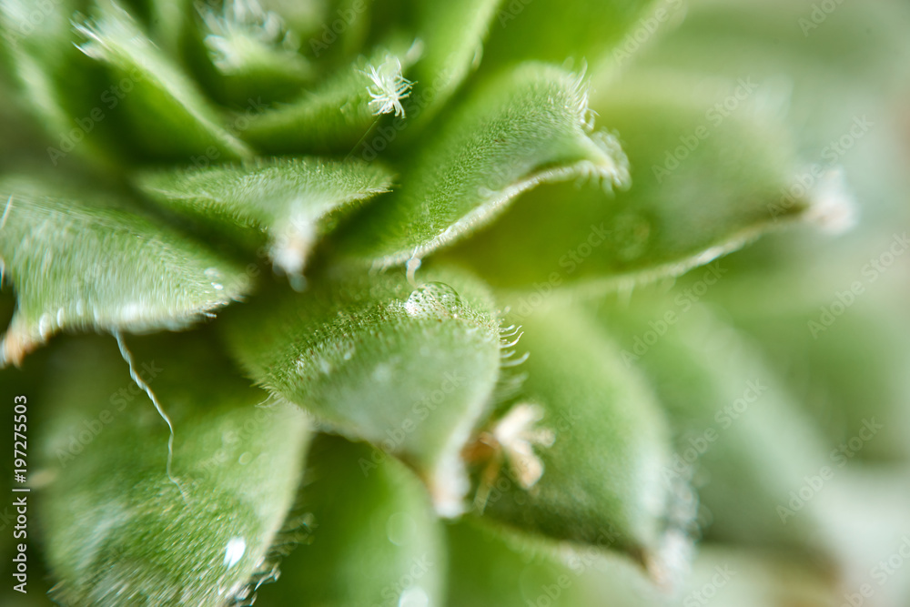 closeup macro mini green cactus leaves closeup macro mini green cactus leaves